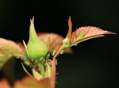 nsect pests: green aphids crawling on the stem and bud of a rose flower in the garden on a dark isolated background