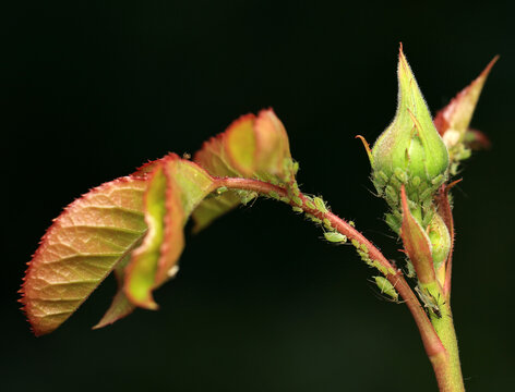 insect pests green aphids crawling on the leaves and bud of a rose flower in a summer garden