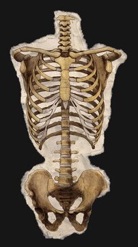 A drag and drop skeleton anatomy themed ephemera that animates into place from torn paper.
