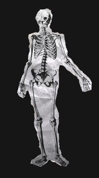 A drag and drop skeleton anatomy themed ephemera that animates into place from torn paper.
