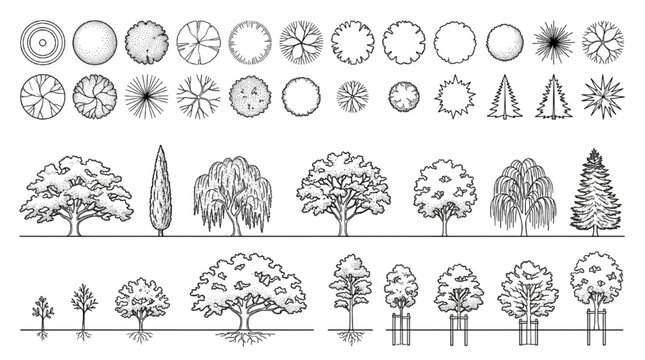 Fine line stipple tree elevations and plan views featuring sapling growth stages with tree stakes