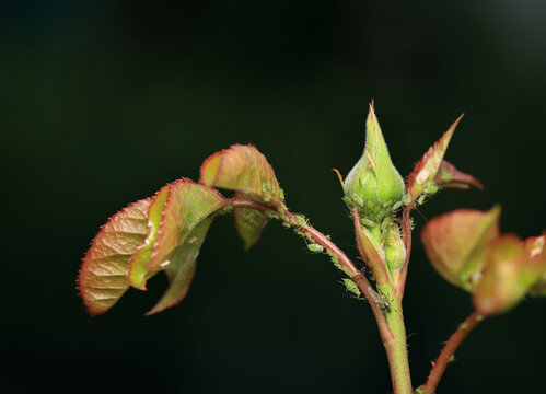 insect pests green aphids crawling on the leaves and bud of a rose flower in a summer garden