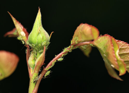 green aphids, crawl on the stem and bud of a rose flower in the garden on a dark isolated background.