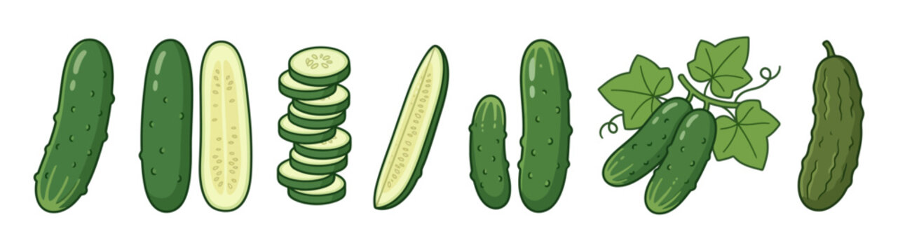 Fresh cucumber whole sliced half and gherkin variety set vector cartoon illustration isolated on white background
