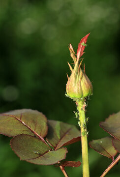 Small insect pests green aphids crawling on a rose flower bud in the garden