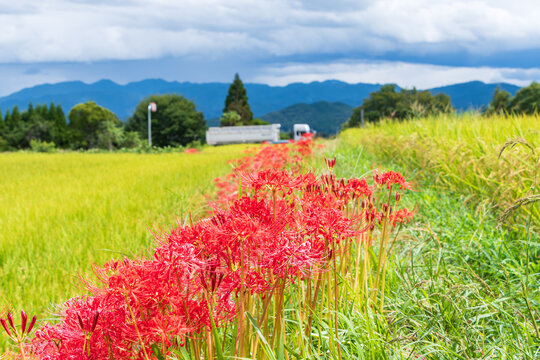 Beautiful autumn landscape of rural Japan with bright red spider lilies blooming along the golden rice fields under a cloudy sky