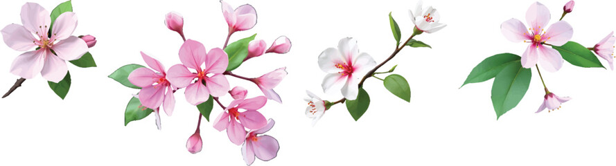 Obraz premium Delicate Vector Blooms Unfurling: A Symphony of Springtime Pink and White Floral Elegance Illustration