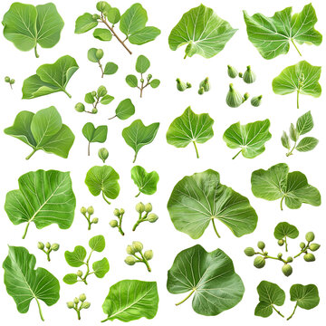 Collection of Green Sea Grape Leaves and Unripe Fruits on Branches