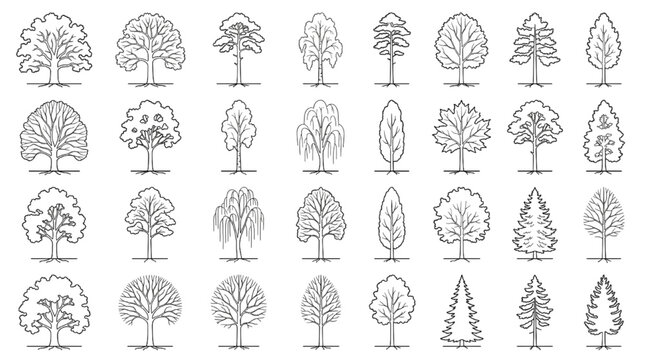 Architectural tree elevation set with minimalist line art silhouettes for landscape master plans