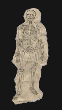 A drag and drop skeleton anatomy themed ephemera that animates into place from torn paper.
