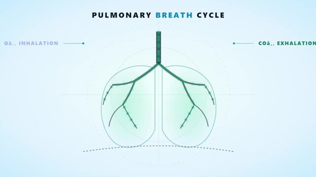 Pulmonary breath cycle diagram showing oxygen inhalation and carbon dioxide exhalation process in glowing blue medical animation