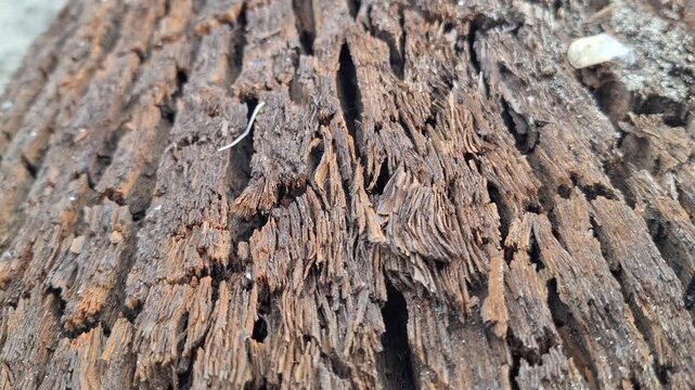 Macro detailed view of decayed and cracked weathered tree bark texture showing rough natural wood fibers as captured