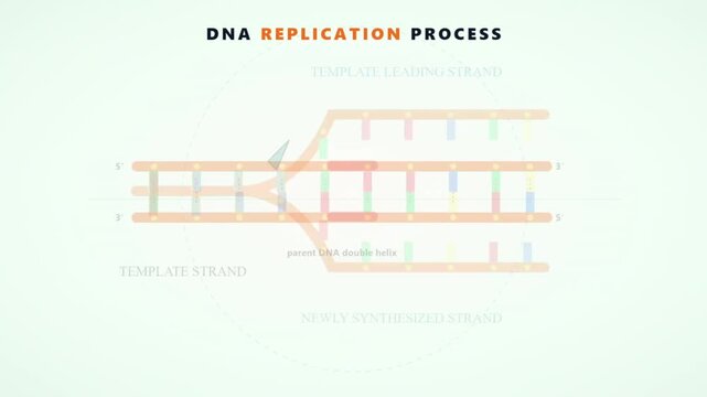 DNA replication process diagram showing leading template strand and newly synthesized strand in medical educational animation