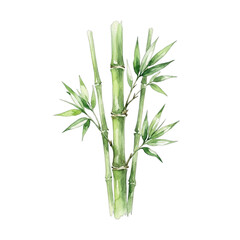 Obraz premium Watercolor bamboo stalks with green leaves on black background
