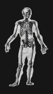 A drag and drop skeleton anatomy themed ephemera that animates into place from torn paper.
