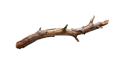 Fototapeta premium Isolated Driftwood Branch on Transparent Background, Weathered Wooden Tree Limb for Decor or Design