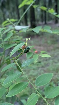 Metallic jewel bug chrysocoris stollii perched on wild sauropus androgynus berry fruit branch at a green forest field