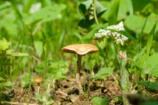 Wild mushroom resembling Psathyrella velutina with fibrous cap growing on a grassy ground