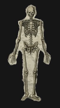 A drag and drop skeleton anatomy themed ephemera that animates into place from torn paper.
