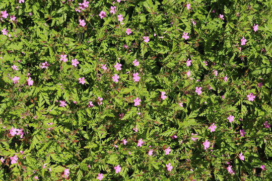 Geranium robertianum a.k.a. herb-robert