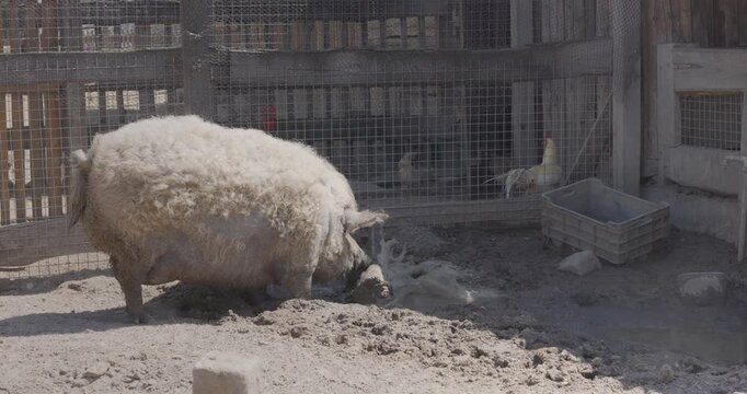Large pig looking for food in the rural pen