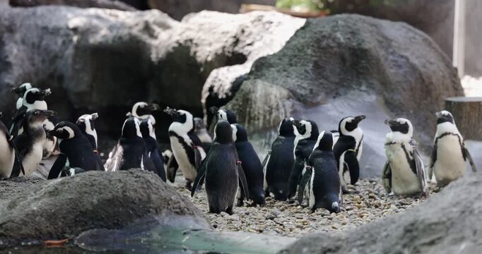 African penguins gathering on rocky shoreline with pebbles
