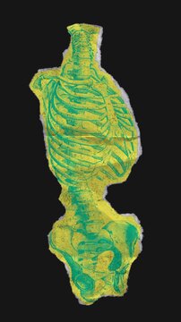 A drag and drop skeleton anatomy themed colourful ephemera that animates into place from torn paper.

