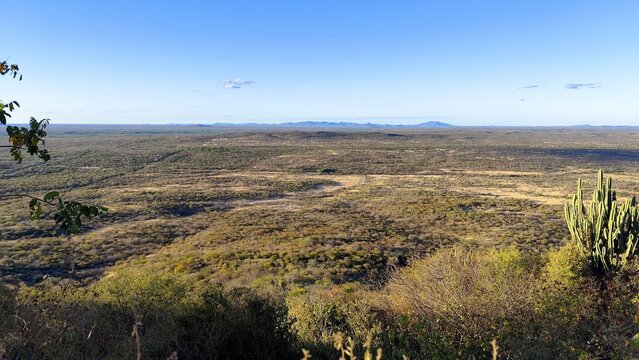 typical caatinga landscape in northeastern Brazil
