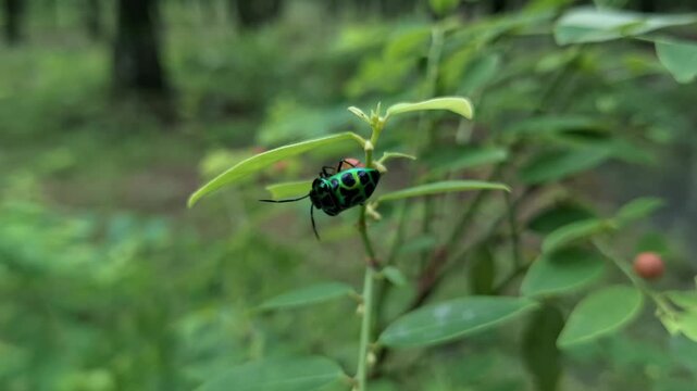 Metallic jewel bug chrysocoris stollii crawling under wild sauropus androgynus green leaf branch at a forest meadow