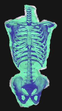 A drag and drop skeleton anatomy themed colourful ephemera that animates into place from torn paper.
