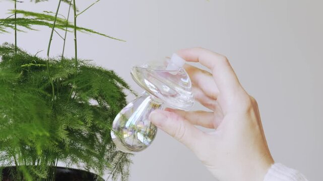 Woman closing a glass watering globe with a rubber plug. Close-up of a female hand inserting a small plastic stopper cap into a water-filled mushroom-shaped glass watering globe for houseplants.