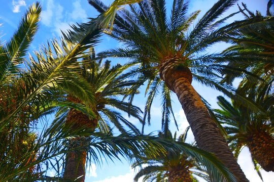 Tropical palm high in the sky in Mediterranean city summer tropical plant background