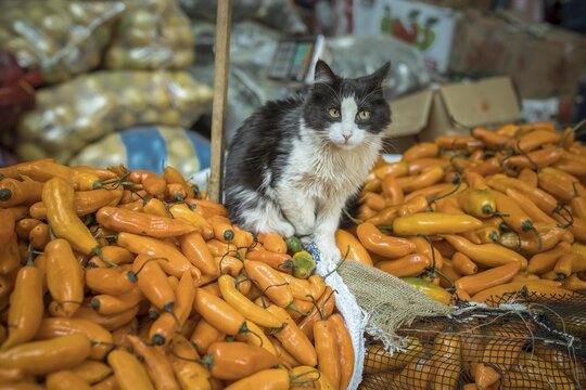 Cat sitting on Aj&iacute; Amarillo, yellow chilli peppers (Capsicum) baccatum, Mercado Mayorista, Huancayo, Peru