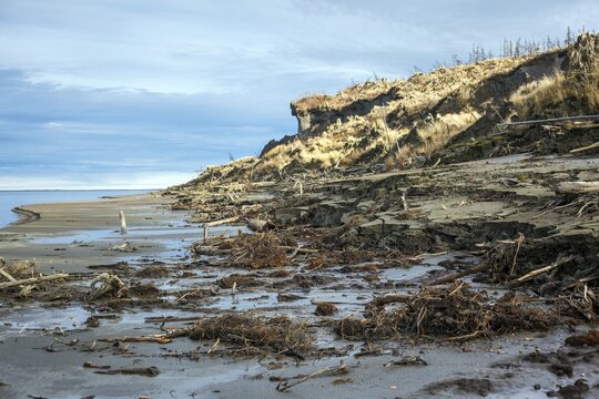 Duwanni Jar, bank of the Kolyma, the bank breaks off due to thawing permafrost, trees sink, drunken trees, Yakutia, Russia