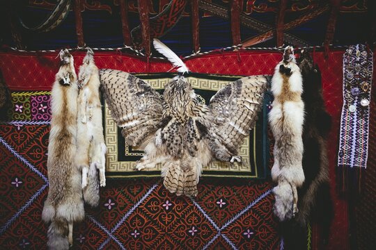 Trophies of the eagle hunter Bashakhan Spai, fox, tanuki and owl, the fox skins he sells at the bazaar in Olgii, the owl he keeps as a decoration object for his yurt, Kisil Tschar, Olgii, Mongolia