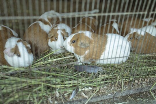 Cuys, giant guinea pigs (Cavia porcellus), in a cage at the market of Huancayo, Peru