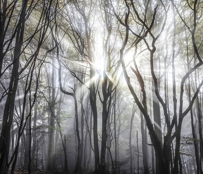 Backlight through autumnal trees, Southern Styria, Styria, Austria