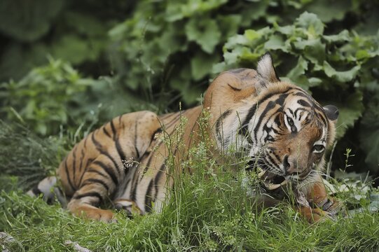 Sumatran tiger (Panthera tigris sumatrae), feeding, captive, occurring on Sumatra, Indonesia