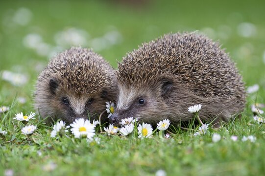 Cute hedgehog, brown-breasted hedgehog (Erinaceus europaeus) in the garden, Vechta, Lower Saxony, Germany