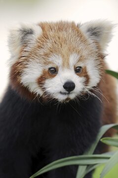 Red panda (Ailurus fulgens), portrait, captive, occurrence in Asia