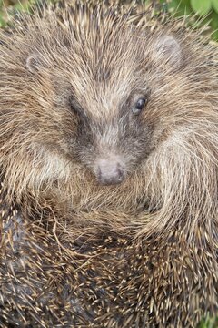 European hedgehog (Erinaceus europaeus) adult animal curled up in a ball on a garden grass lawn in summer, England, United Kingdom