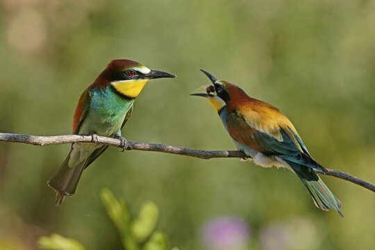 Bee-eater (Merops apiaster) sitting on a branch, wildlife, Rhineland-Palatinate, Germany