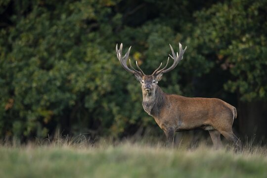 Red deer (Cervus elaphus) with heavy antlers in rut, Klamptenborg, Copenhagen, Denmark