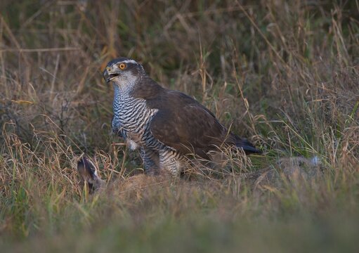Northern Goshawk (Accipiter gentilis), Eifel near Bitburg, Rhineland-Palatinate, Germany, Europe