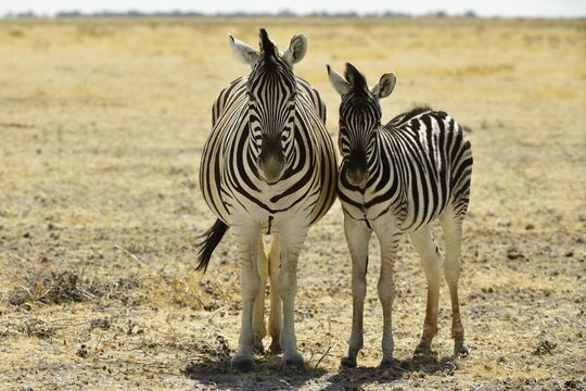 Zebra (Equus quagga) Mother animal and young standing close together in barren grasslands, Ethosha National Park, Namibia