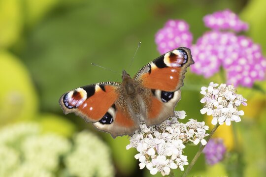 Peacock butterfly (Aglais io) adult insect feeding on garden Achillea flowers in summer, England, United Kingdom