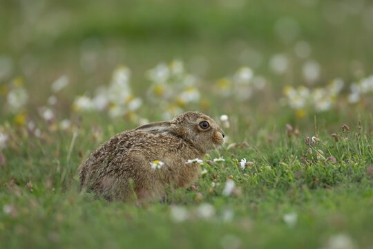 European brown hare (Lepus europaeus) juvenile baby leveret animal resting in grassland amongst wild flowers in the summer, England, United Kingdom
