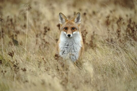 Red fox (Vulpes vulpes) standing in a meadow, Czech Republic