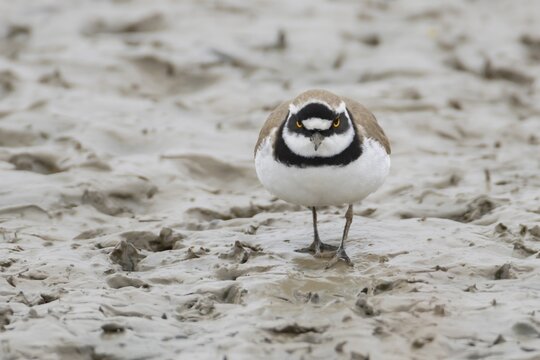 Little ringed plover (Charadrius dubius) adult wading bird on a mudflat, England, United Kingdom