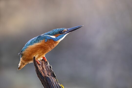 Common kingfisher (Alcedo atthis), threatening posture, sees a sparrowhawk, Tyrol, Austria